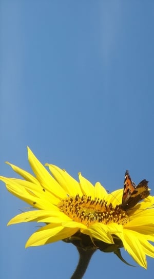 sunflower and brown and black butterfly thumbnail