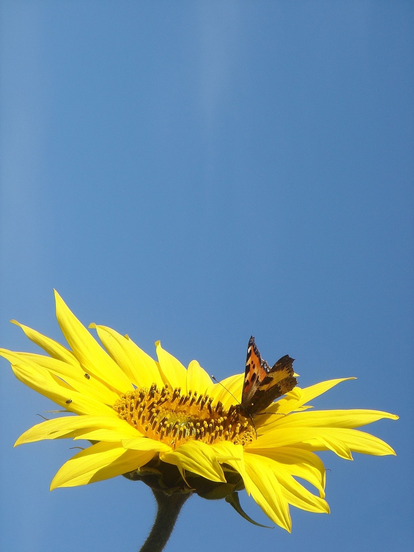 sunflower and brown and black butterfly