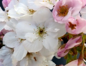 white and pink flowers thumbnail
