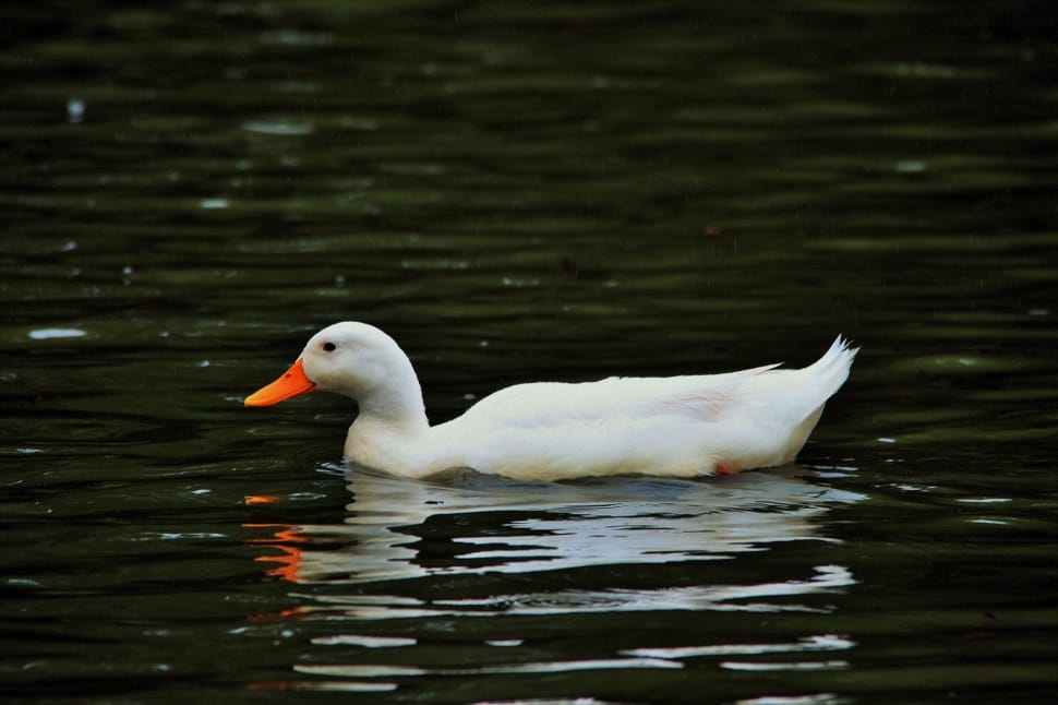 white duck on body of water on a sunny day preview