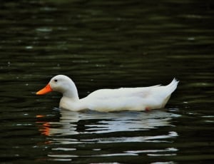 white duck on body of water on a sunny day thumbnail