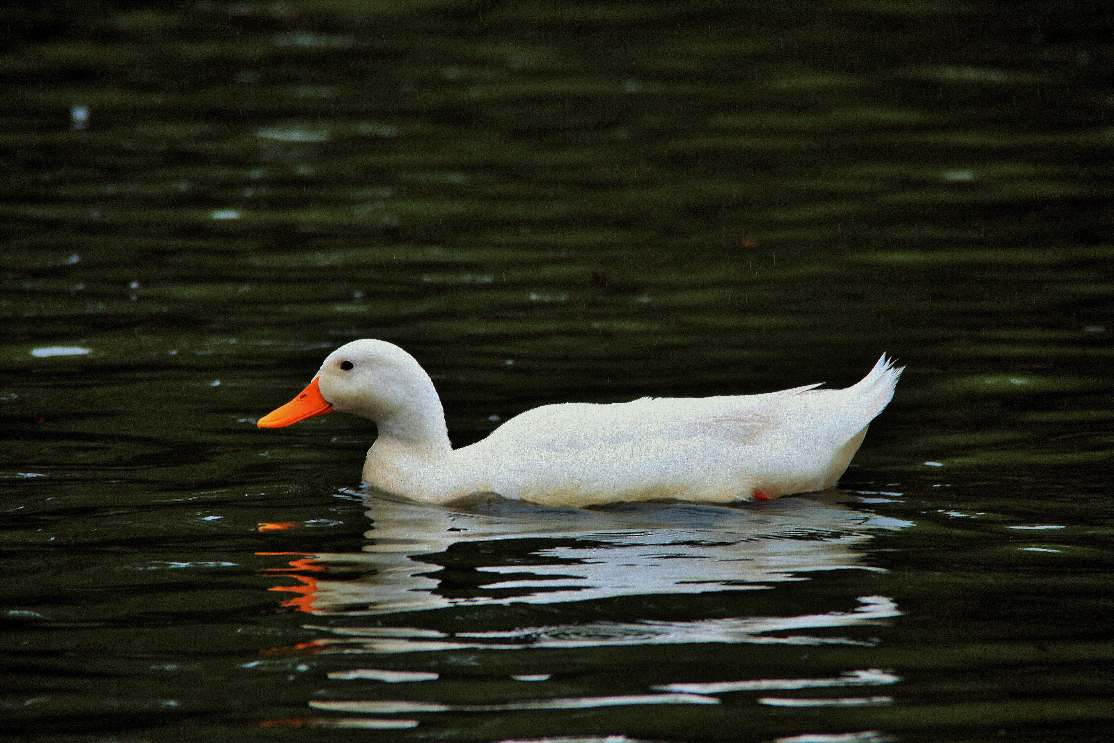 white duck on body of water on a sunny day