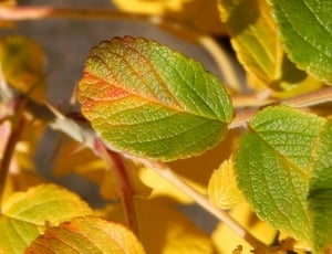 brown and green leaves thumbnail