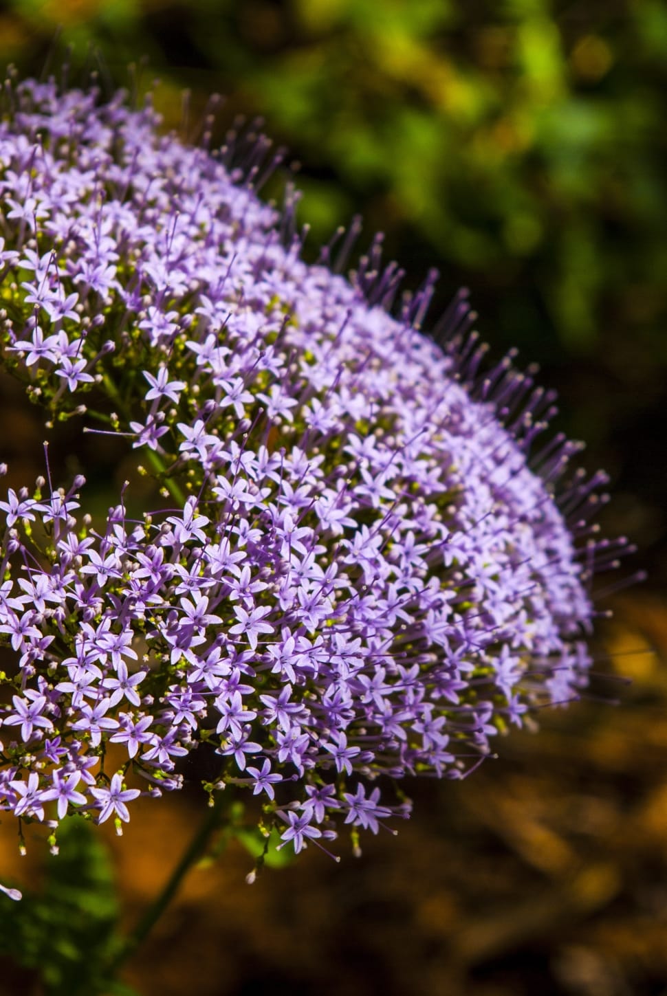 selective focus photography of purple petaled flowers in bloom preview