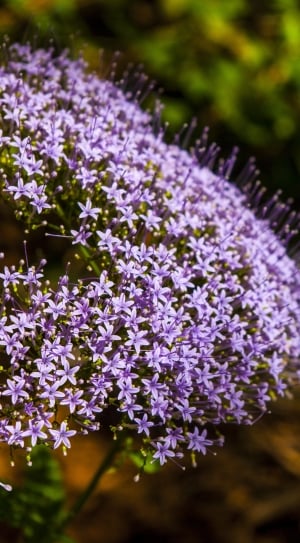selective focus photography of purple petaled flowers in bloom thumbnail