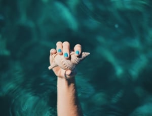 person holding brown shell on body of water thumbnail