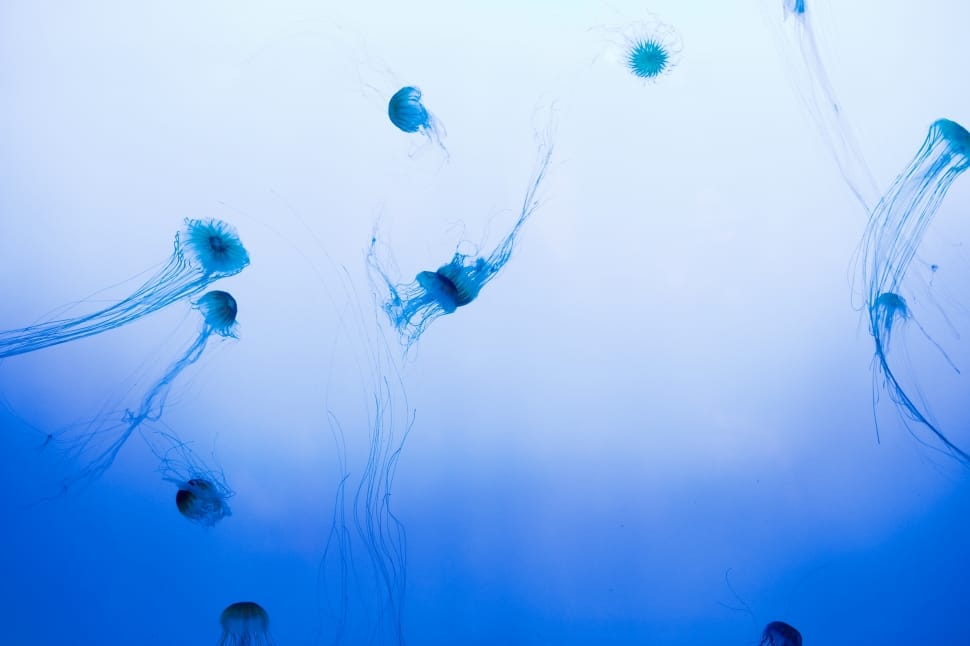 jellyfish underwater preview