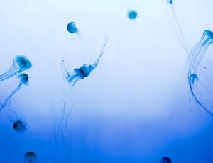 jellyfish underwater thumbnail