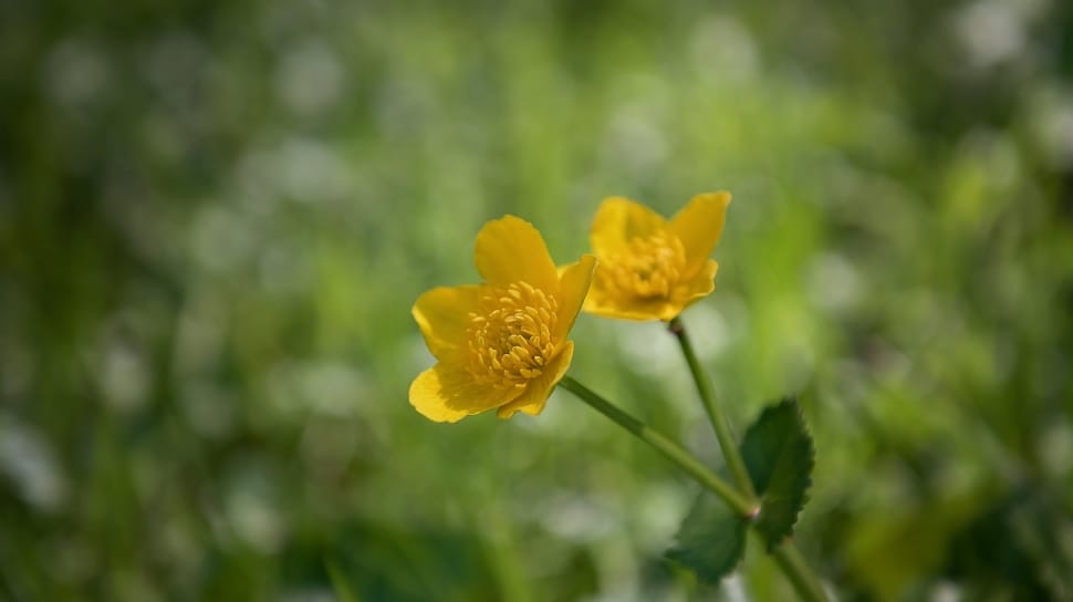 Plant, Meadow, Buttercup, Toxic, Weed, flower, yellow preview