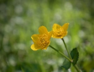 Plant, Meadow, Buttercup, Toxic, Weed, flower, yellow thumbnail