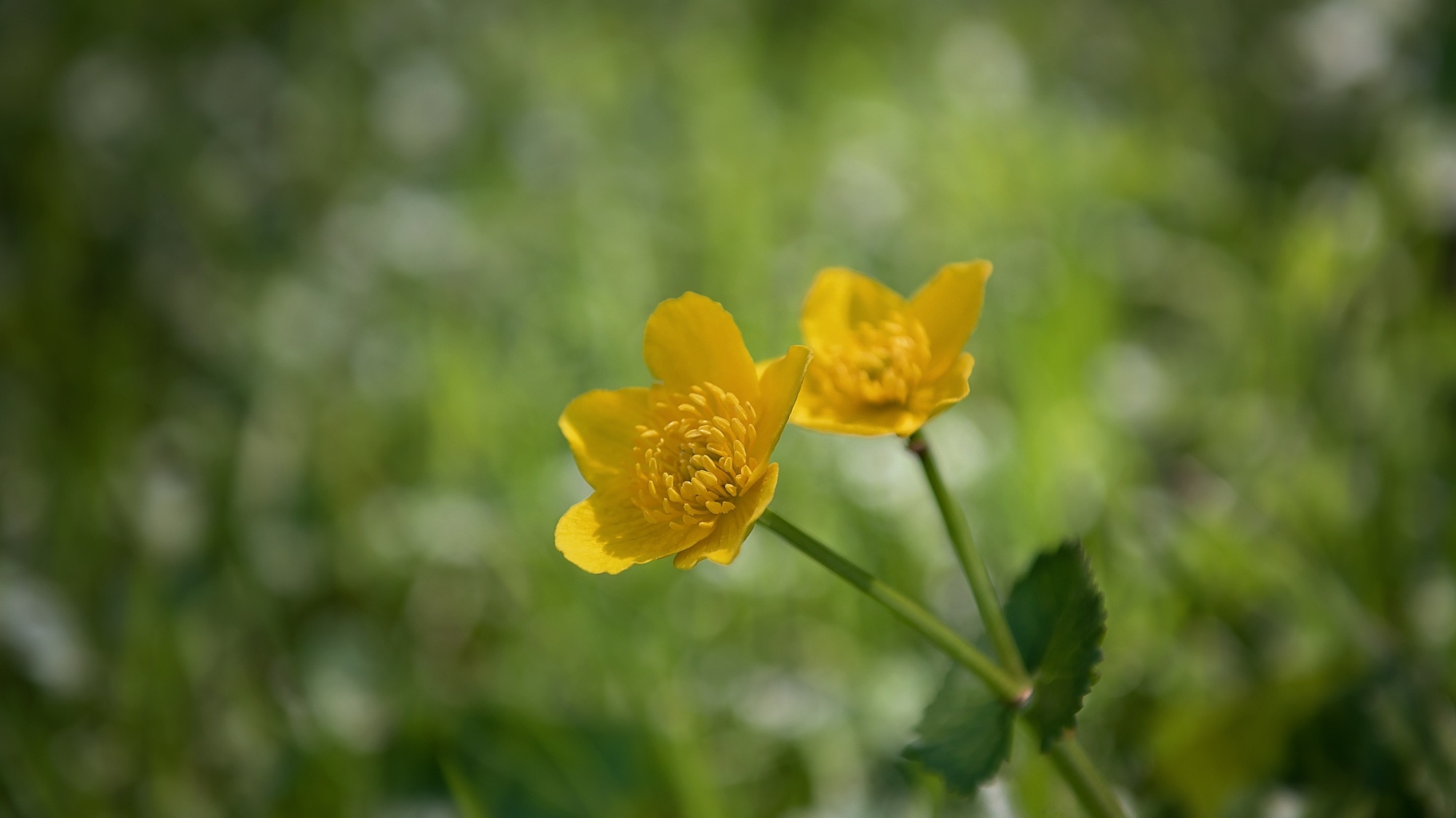 Plant, Meadow, Buttercup, Toxic, Weed, flower, yellow