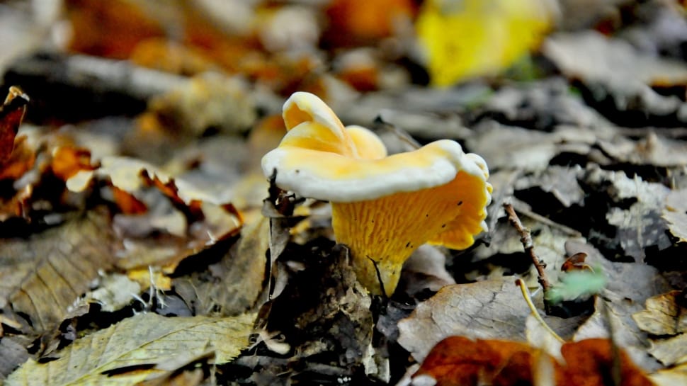 white and yellow mushroom preview