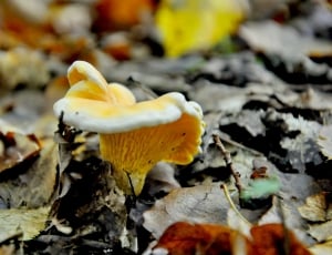 white and yellow mushroom thumbnail