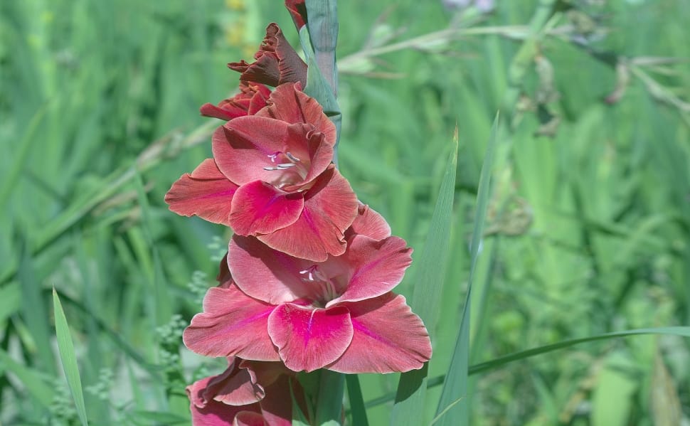 red gladiolus preview
