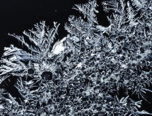 tree frozen by snow thumbnail