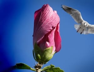 pink rose and white bird thumbnail