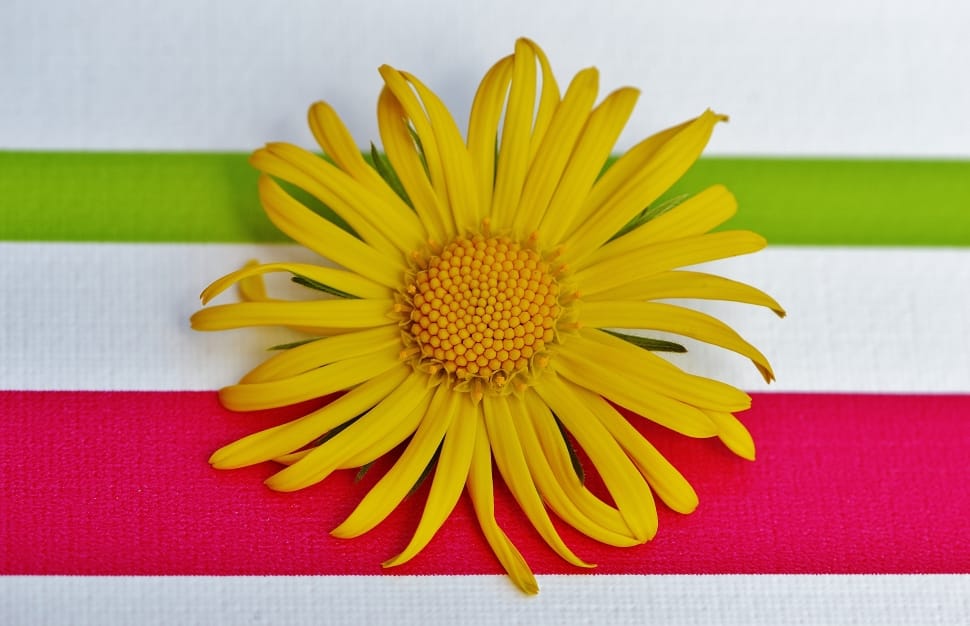 Spring, Pointed Flower, Flower, Yellow, flower, yellow preview