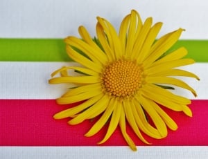 Spring, Pointed Flower, Flower, Yellow, flower, yellow thumbnail