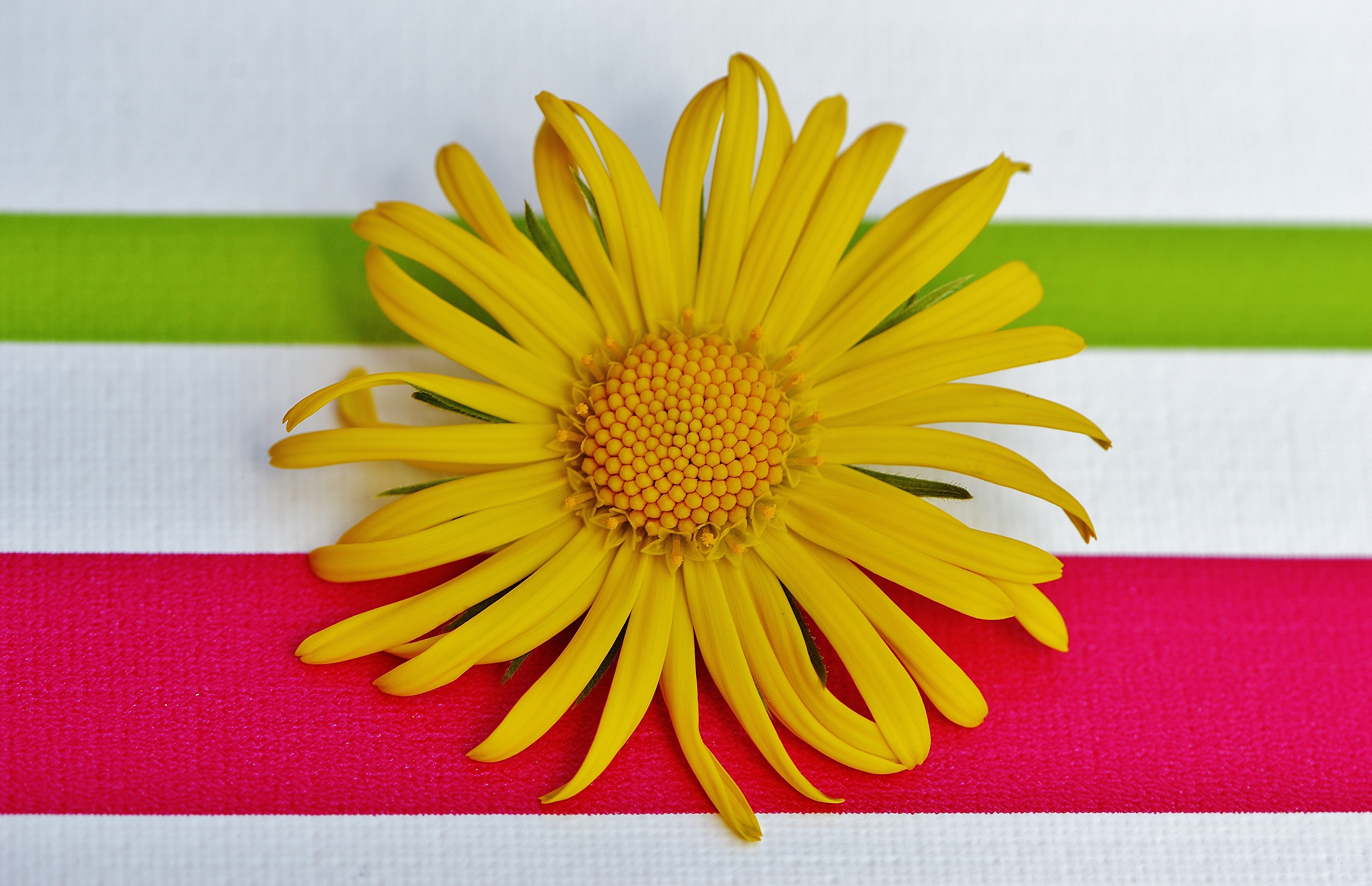 Spring, Pointed Flower, Flower, Yellow, flower, yellow