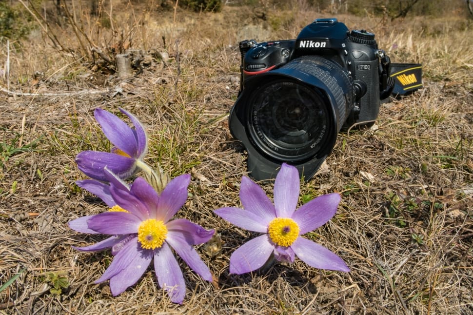 Pulsatilla, Pasque Flower, Camera, flower, photography themes preview