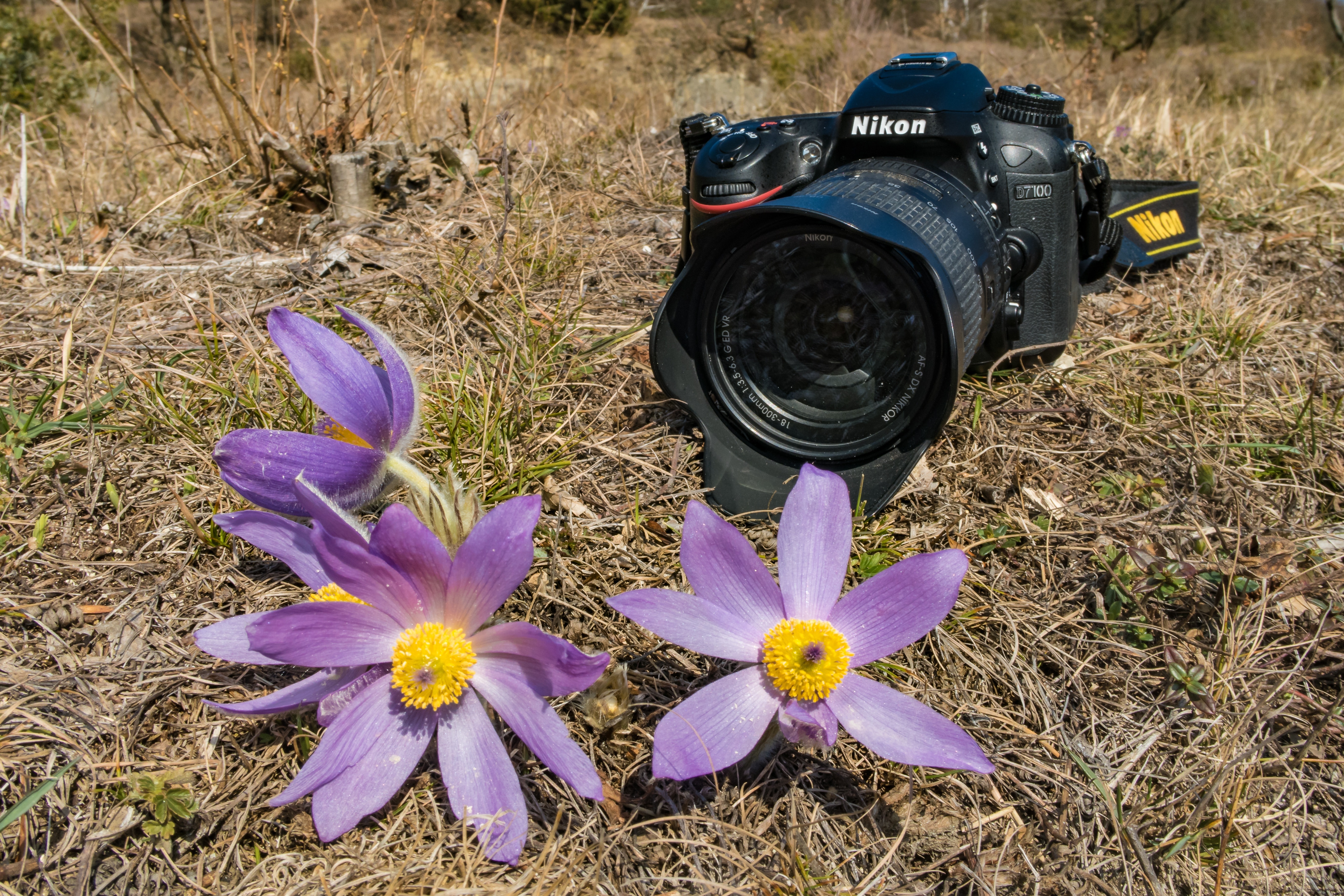 Pulsatilla, Pasque Flower, Camera, flower, photography themes