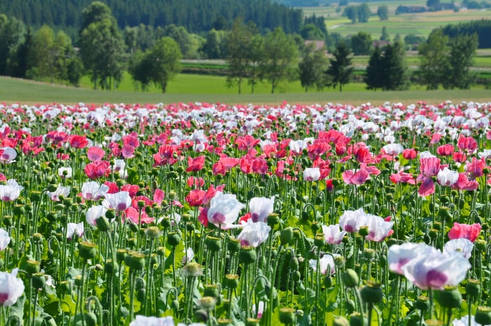 white and pink poppy flower field preview
