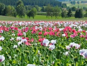 white and pink poppy flower field thumbnail