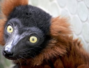 brown and black lemur thumbnail