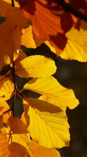 brown leaves on tree thumbnail