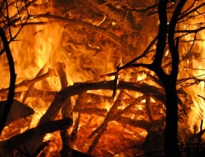 Flame, Glowing, Brand, Fire, Wood Fire, heat - temperature, tree thumbnail