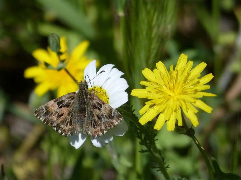 Daisy, Butterfly, Carcharodus Alceae, flower, fragility preview