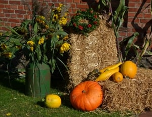 assorted pumpkins in hay thumbnail