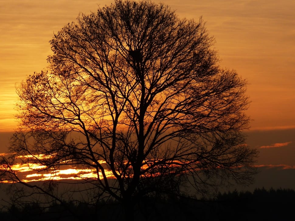 silhouette of bare tree during sunset preview