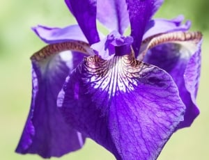 purple petal orhid thumbnail