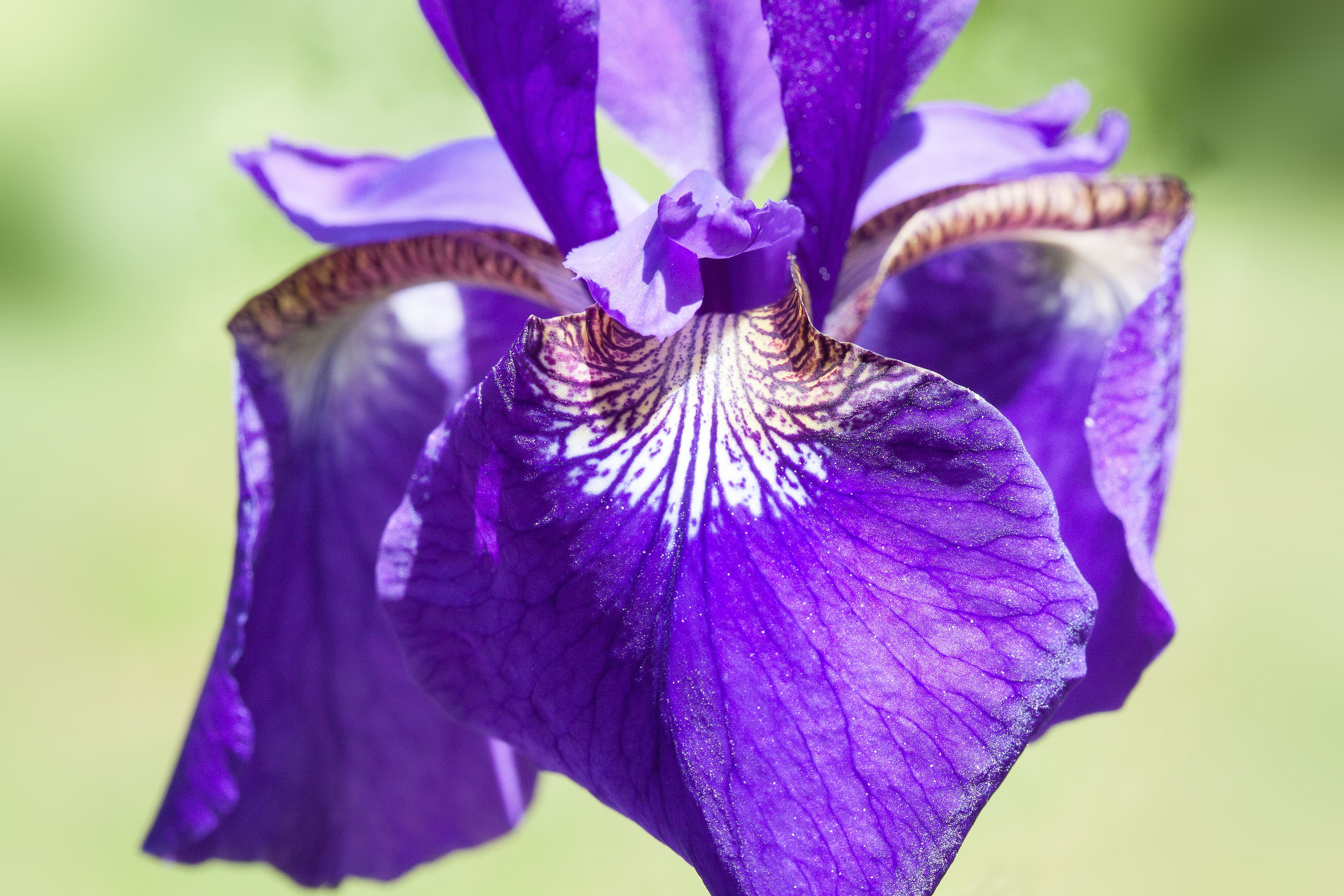purple petal orhid