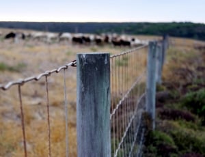 gray fence beside grass field thumbnail