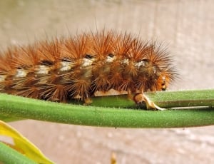 Caterpillar, Butterfly, Nature, Insect, one animal, insect thumbnail