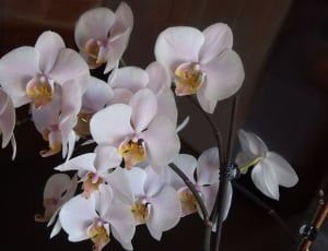 white moth orchid flower thumbnail