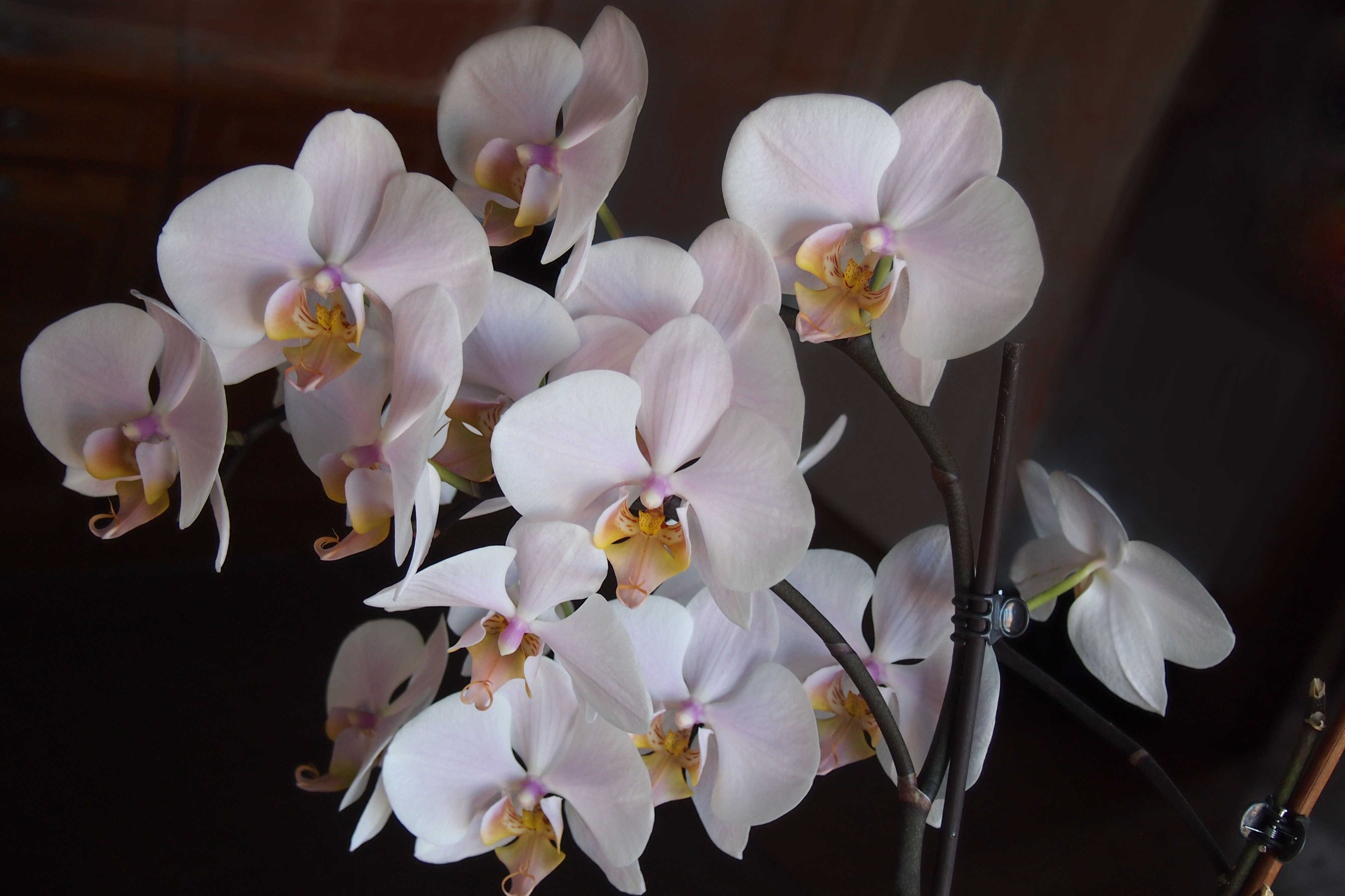 white moth orchid flower