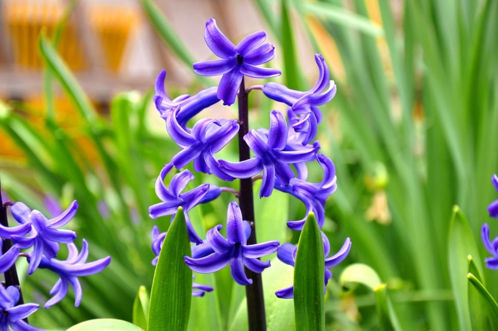 Hyacinth, Flower, Spring, purple, flower preview