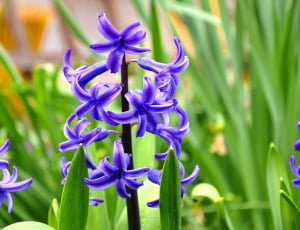 Hyacinth, Flower, Spring, purple, flower thumbnail