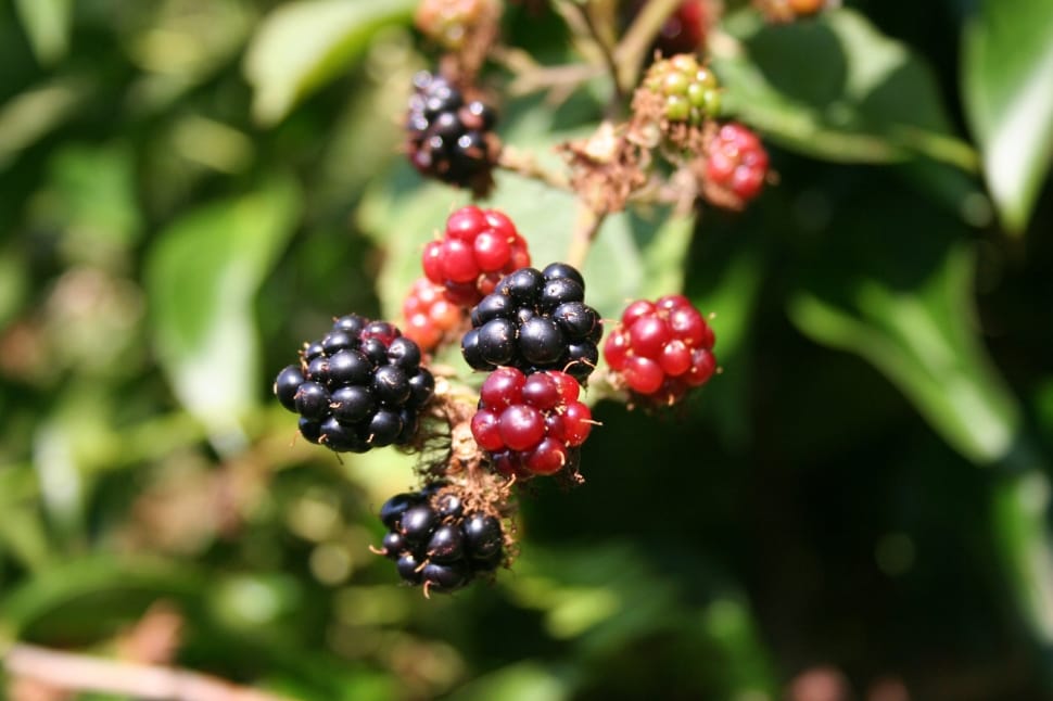Blackberries, Blackberry, Berries, Food, fruit, food and drink preview