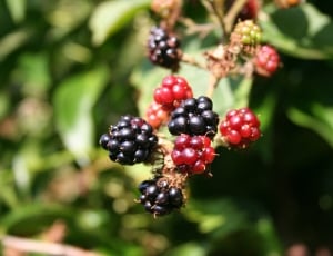 Blackberries, Blackberry, Berries, Food, fruit, food and drink thumbnail
