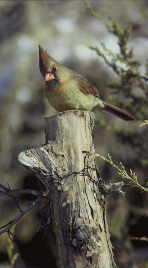 small green brown cardinal bird thumbnail
