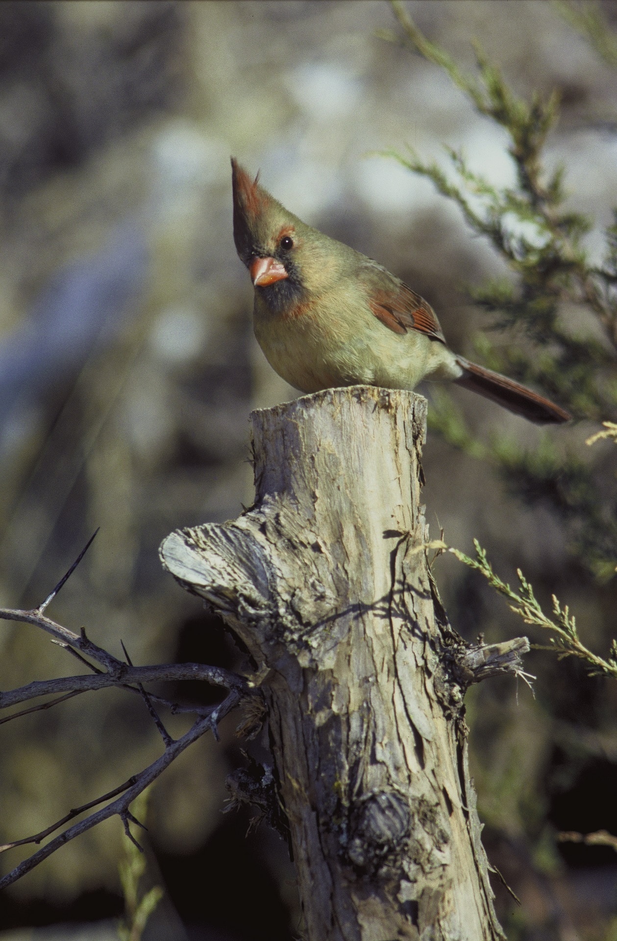 small green brown cardinal bird