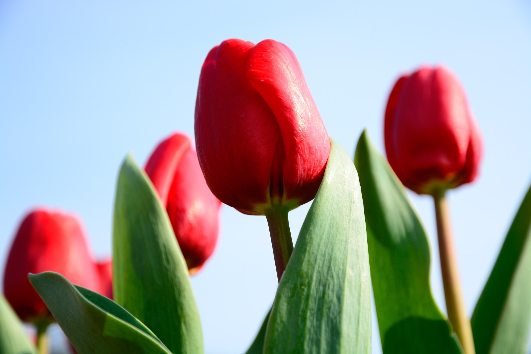 red tulisp