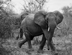grayscale photograhy of 2 elephants thumbnail