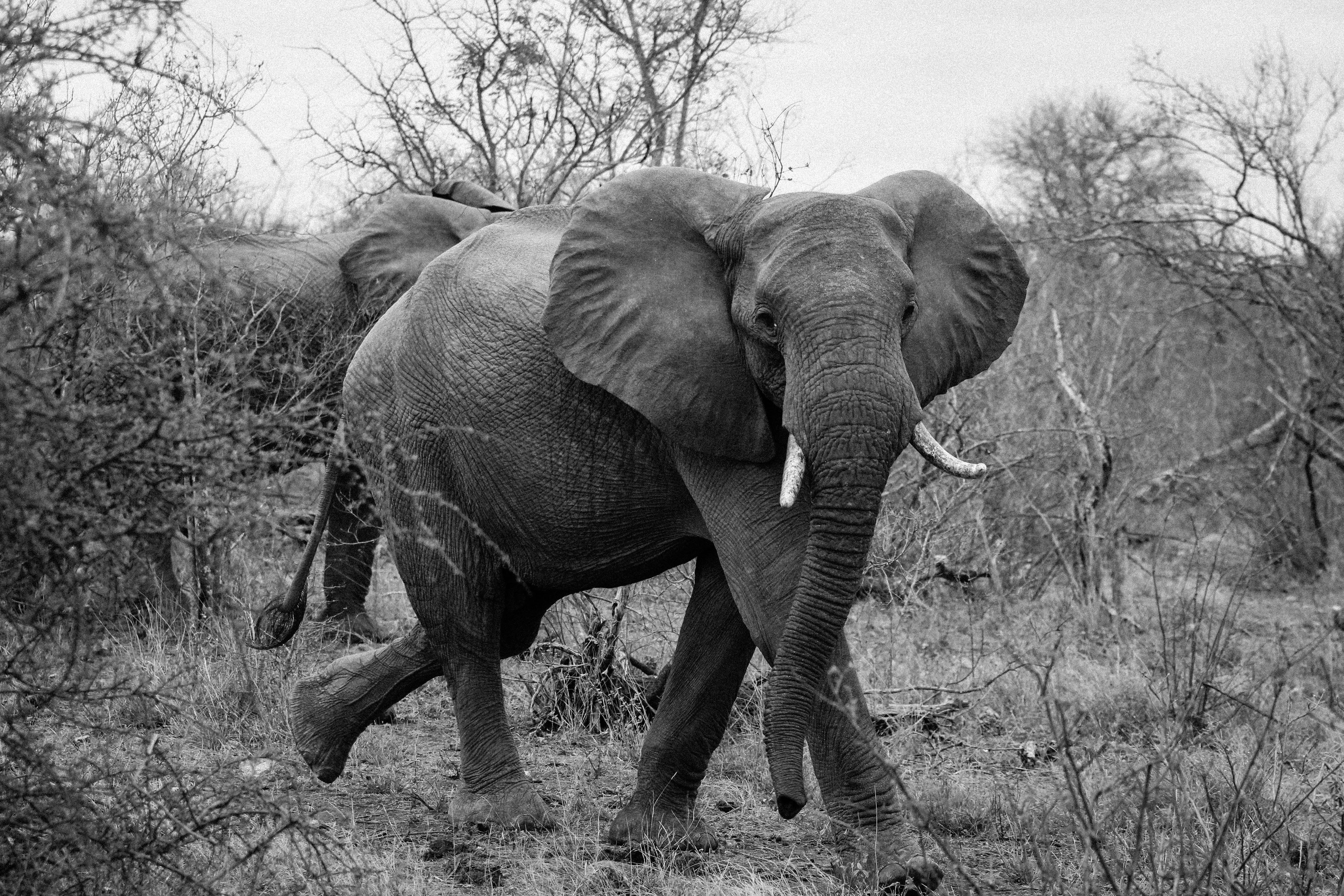 grayscale photograhy of 2 elephants