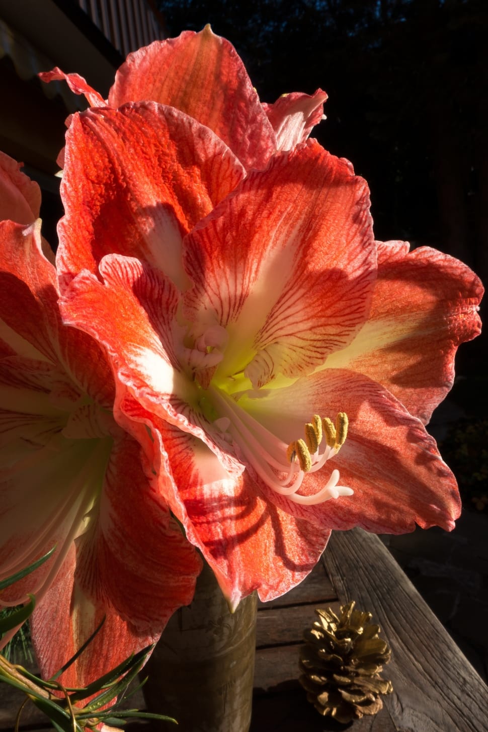 red amaryllis preview