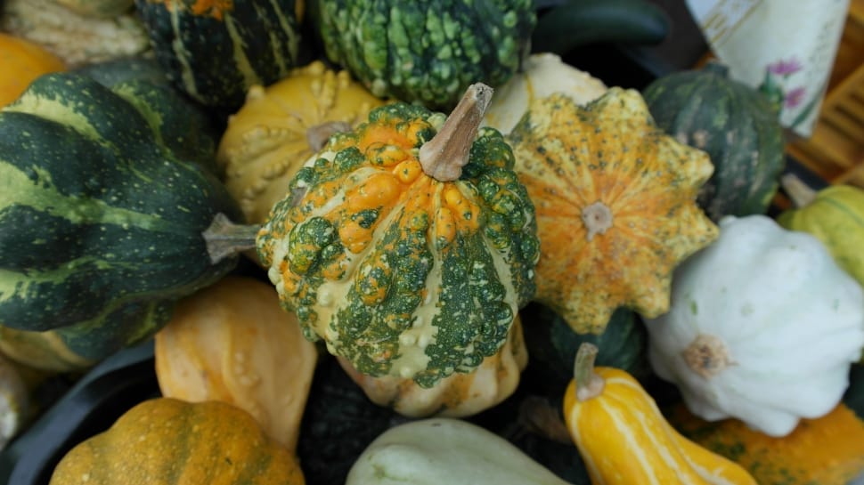 orange and green pumpkin lot preview